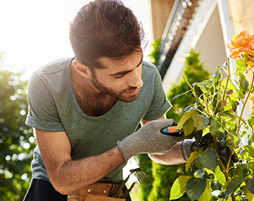 Plantas para jardín a la sombra