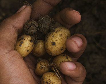 Elección del mejor tipo de papa para cultivar en casa